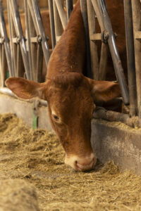 Photographie réalisée par Véronique NOEL du Studio IMAGES et EMOTIONS lors de la visite d'entreprise de la ferme Peterschmitt