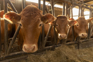 Photographie réalisée par Véronique NOEL du Studio IMAGES et EMOTIONS lors de la visite d'entreprise de la ferme Peterschmitt